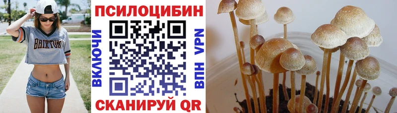 Псилоцибиновые грибы Cubensis Демидов
